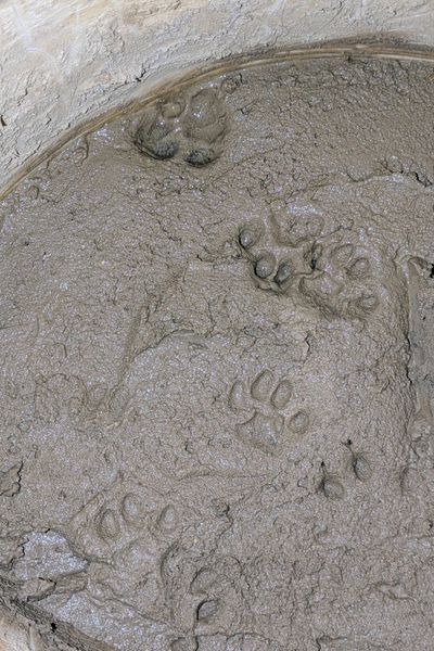 Katzenspuren in einem Eimer mit angerührtem Lehm.