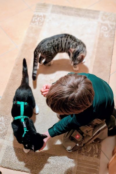 Ein Junge sitzt auf einem Teppich und füttert ein schwarz-weißes Kätzchen aus seiner Hand. Das Kätzchen trägt ein grünes Sicherheitsgeschirr.