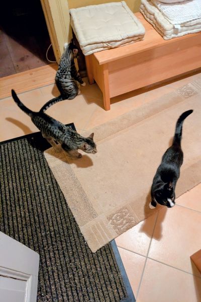 Drei kleine Katzenbabys spielen in einem Flur und haben dabei die Teppiche verschoben.