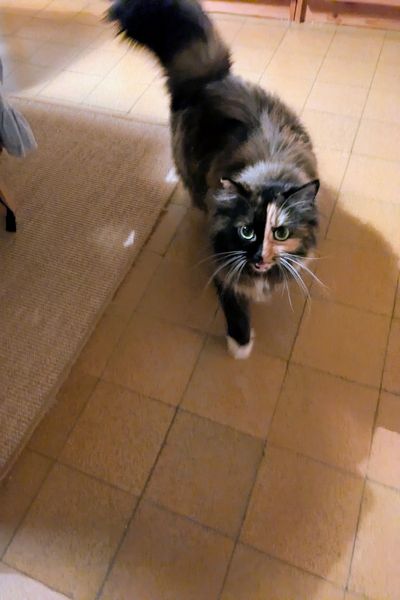 Eine dreifarbige Britisch Langhaar begrüßt maunzend ihre Halterin.