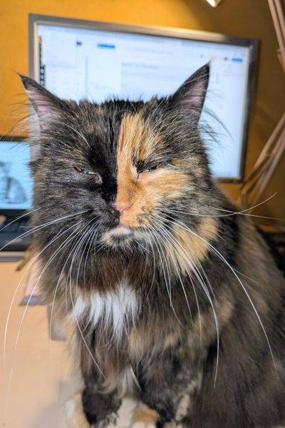 Eine dreifarbige Britisch Langhaar blinzelt in die Kamera. Sie sitzt auf einem Schreibtisch, hinter hier leuchtet der Monitor.