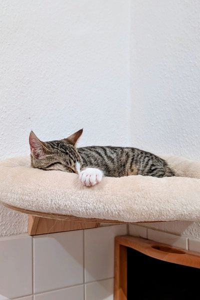 Ein grau getigerter Kater schläft in einem Katzenbettchen, das an einer Wandmontiert ist.