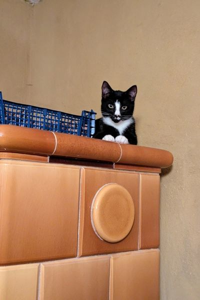 Ein schwarz-weißes Kätzchen sitz auf der Abdeckung eines goldenen Kachelofens.