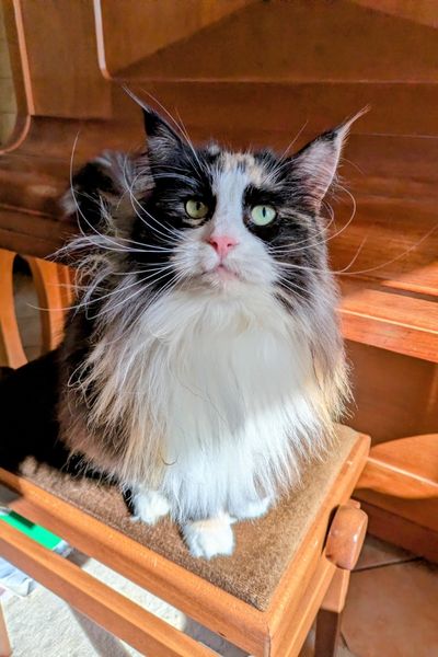 Eine dreifarbige Norwegische Waldkatze mit grünen Augen sitzt auf einem Klavierhocker aus rötlichem Nussbaum-Holz.