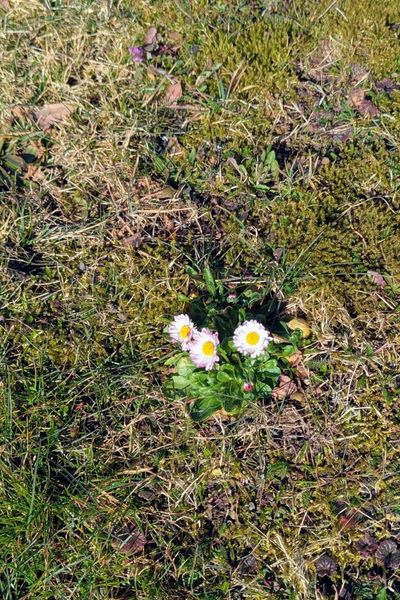Auf einer Wiese blühen die ersten Gänseblümchen. Es hat drei Blüten, die mittlere Blüte hat einen rosa Rand, während die äußeren beiden Blüten rein weiß sind.