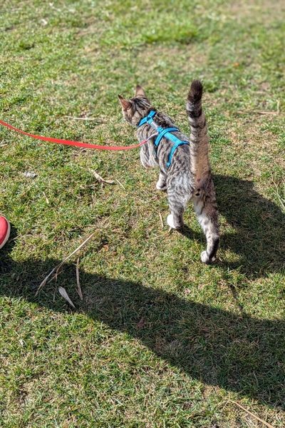 Ein grau-weißer Jungkater geht an Leine und Geschirr mit hoch erhobenen Schwanz durch einen Garten spazieren.
