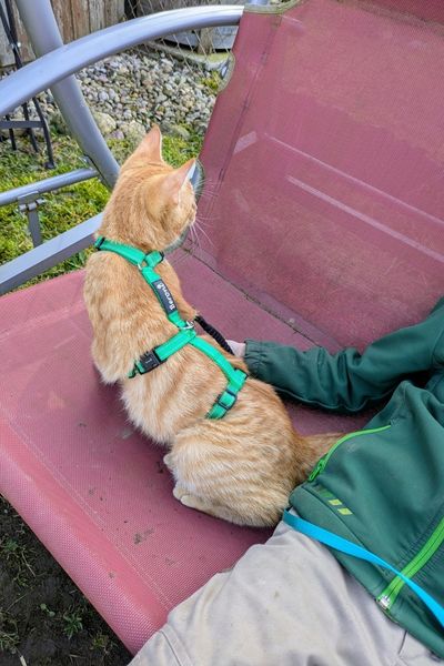 Ein rotgetigerter Jungkater sitzt auf einer roten Hollywoodschaukel neben einem Jungen in grüner Jacke. Der Kater schaut sich aufmerksam um.