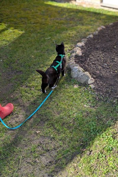 Ein schwarz-weißer Jungkater geht mit Leine und Geschirr durch einen Garten spazieren. Er hört ein Geräusch und hält aufmerksam in der Bewegung inne. Er schaut nach links in die Richtung, aus der das Geräusch kam.