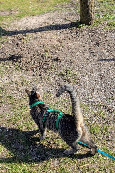 Eine graugetigerte Jungkatze spaziert mit hocherhobenen Schwanz durch einen Garten. Sie schaut aufmerksam zu einem Baum.