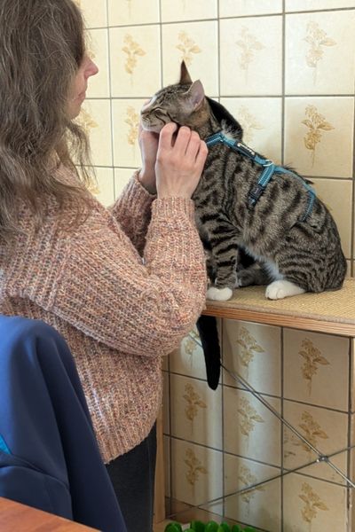 Eine Katzentrainerin zieht einem grau-weißen Hauskater auf einem Regal ein blaues Sicherheitsgeschirr an und krault ihm anschließend die Wangen. Er genießt es.