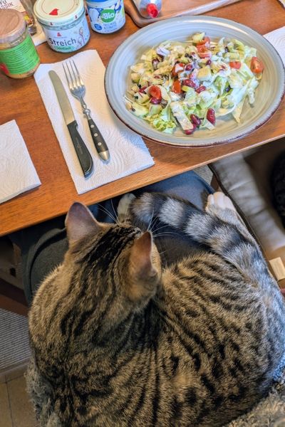 Ein grau-weiß getigerter Jungkater liegt auf dem Schoß einer Katzentrainerin. Die Frau will essen, vor ihr auf dem Tisch stehen ein Teller mit gemischten Salat und mehrere Aufstriche.