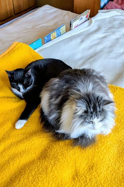 Eine silber-weiße Norwegische Waldkatze und ein schwarz-weißer Jungkater liegen gemeinsam auf einem Bett und halten Mittagschlaf.