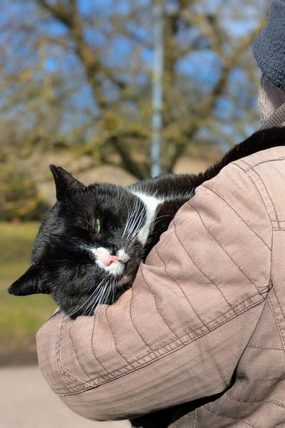 Ein kräftiger schwarz-weißer Kater liegt entspannt auf dem Arm eines Mannes. Er schaut über die Schulter rüber, den Mann sieht man nur von hinten.