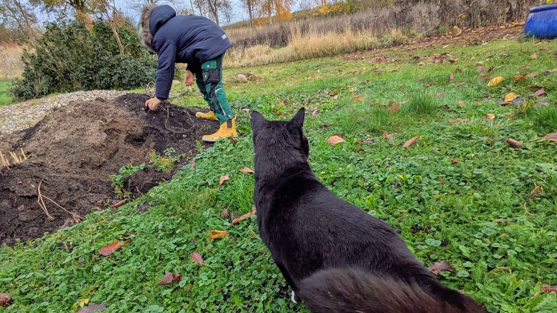 12-von-12-november-2025-beitragsbild. Ein Gartenbild im November 2025: Ein Junge im Wintermantel greift in einen Erdhaufen, sein schwarz-weißer Kater sitzt davor. Im Hintergrund ist eine verbblühte Wiese zu erkennen und Bäume, die ihr Laub bereits abgeworfen haben. Der Himmel ist bewölkt, die Farben trist.