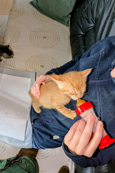 Ein kleines, 6 Wochen altes Kätzchen wird mit der Flasche gefüttert. Es sitzt bei einer Frau auf der Brust. Die Frau und das Kätzchen sitzen auf einem Sofa. Im Hintergrund klettert das Brüderchen zum Füttern heran.