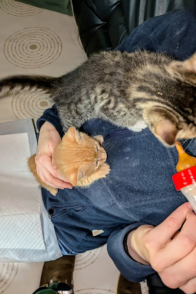 Ein zweites Kätzchen ist zum Füttern gekommen und ist einer Frau auf den Schoß geklettert. Das Kätzchen sucht nach der Flasche. Das erste Kätzchen ist fertig mti der Fütterung und klettert wieder runter vom Schoß.