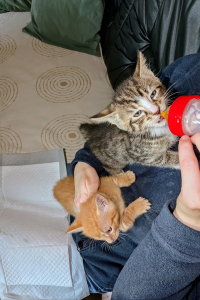 Das erste Kätzchen ist fertig mit der Fütterung und klettert runter vom Schoß der Frau. Es macht den platz frei für das zweite Kätzchen, welches aus der Flasche trinkt.