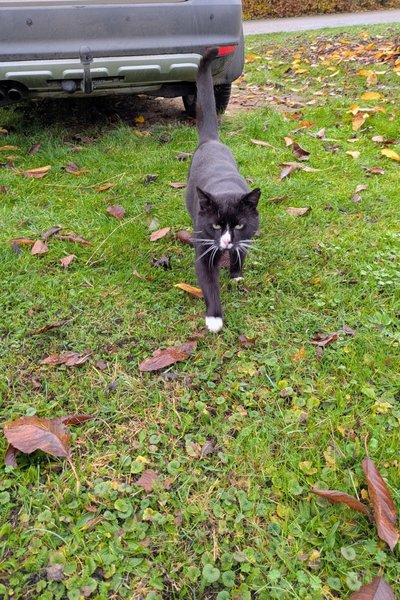 Ein schwarz-weißer Kater kommt zur Begrüßung seiner Familie mit erhobenem Schwanz um ein Auto herum.