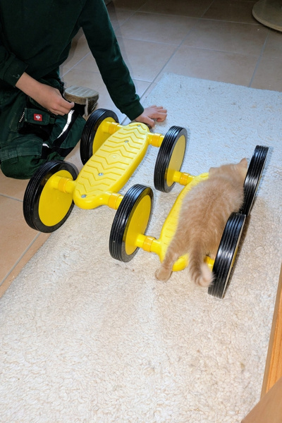 Ein Junge zeigt sein Pedalo einem 6 Wochen alten, roten, Babykätzchen.
