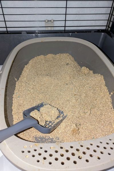 Eine Streuschaufel liegt in einer Katzentoilette- die Toilette hat einen niedrigen Einstieg und ist für Babykätzchen geeignet. Sie wird gerade gereinigt.