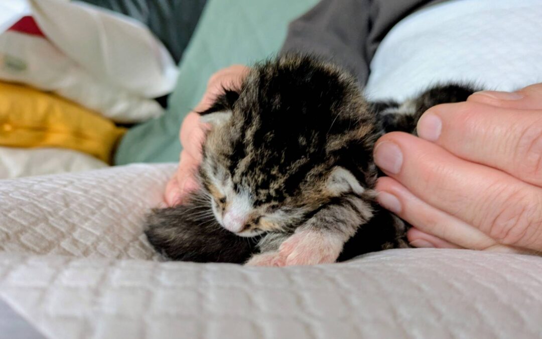 12 von 12 im Oktober 2025: im Zeichen des Päppelns