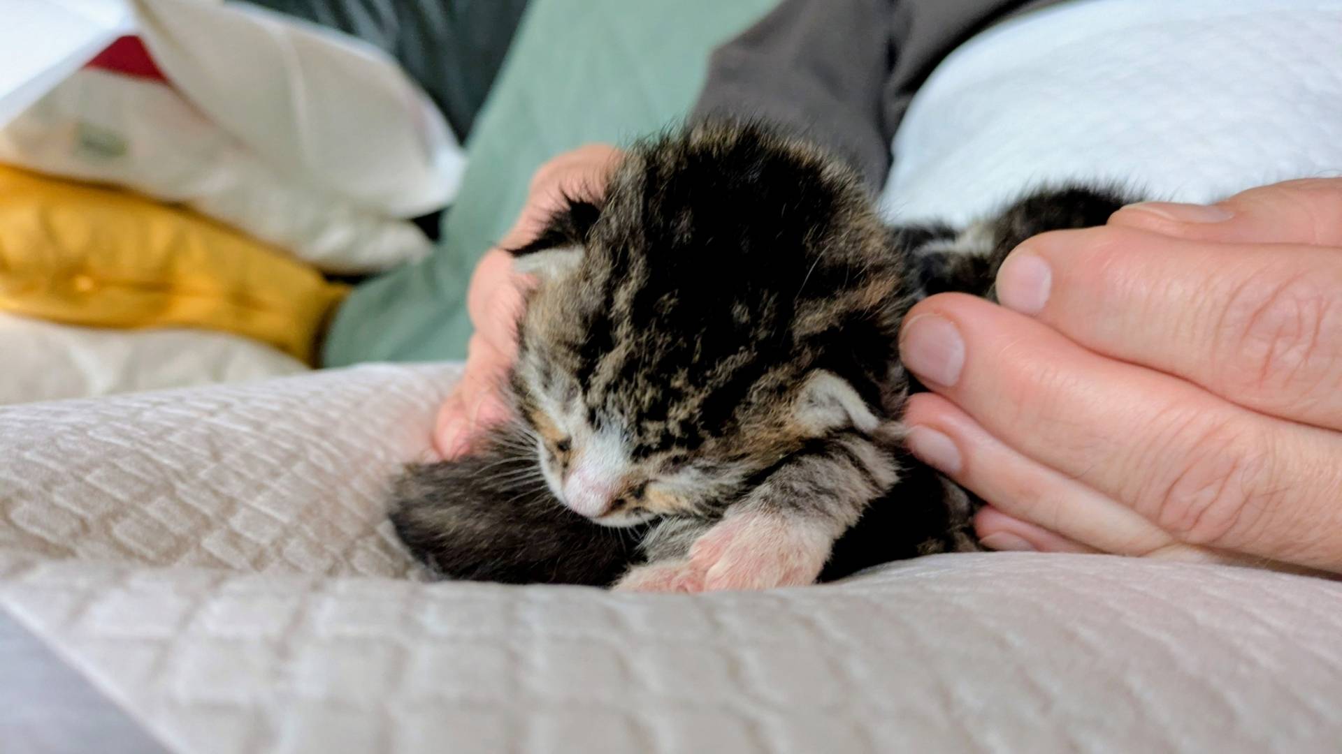 Ein 10 Tage altes Kätzchen schläft in der Hand eines Päppelpapas