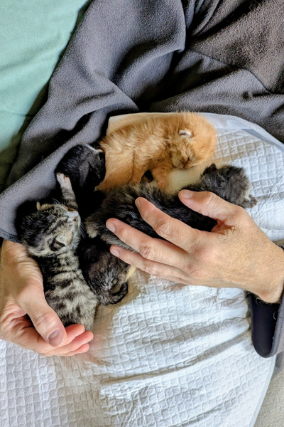 Vier 10 Tage alte Babykätzchen liegen schlafen auf dem Bauch eines Päppelpapas.