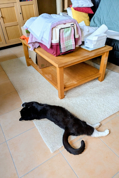 Im Wohnzimmer steht auf dem Couch-Tisch der Transportkorb mit den Päppelkätzchen. Auf dem Teppich davor streckt sich ein schwarz-weißer Kater.