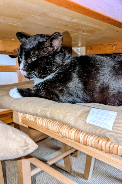 Ein schwarz-weißer Kater liegt verschlafen auf einem Küchenstuhl.
