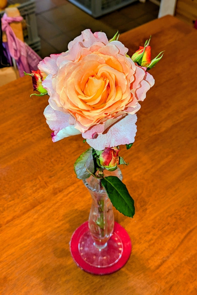 Eine Rose der Sorte "Luise Auguste" steht auf einem Küchentisch.