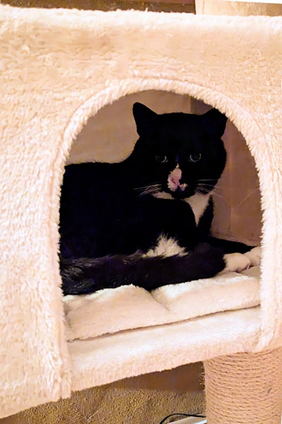 Ein Kater in schwarz-weiß liegt in einer Höhle eines Kratzbaumes und wurde wohl aufgeweckt- er schaut etwas müde drein.