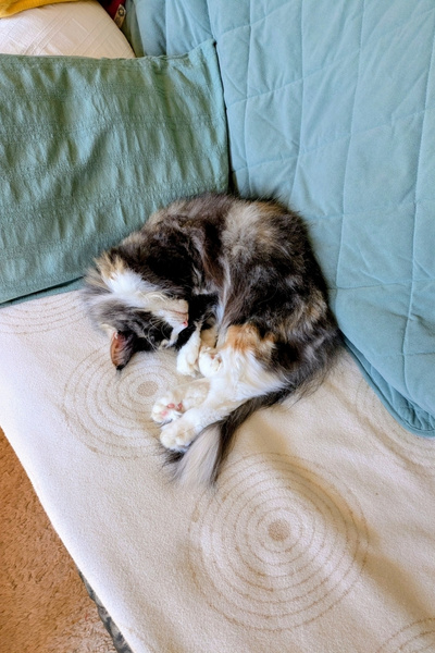 Eine dreifarbige Norwegische Waldkatze schläft auf einem Sofa.