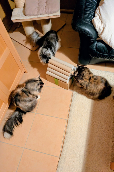 Drei Katzen sitze um ein Futterspiel herum und pföteln sich Leckerlies heraus.