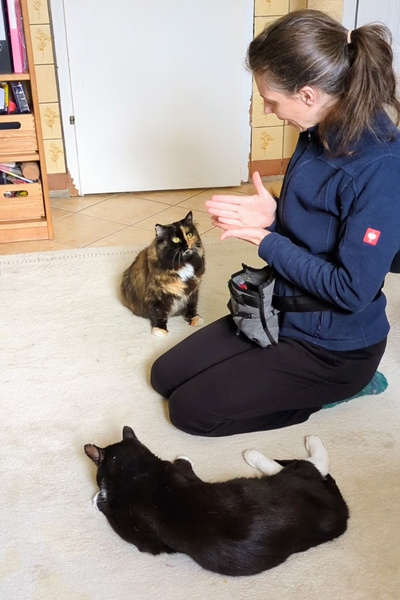 Eine Frau sitzt mit zwei Katzen auf dem Boden und beendet gerade ein Katzentraining.