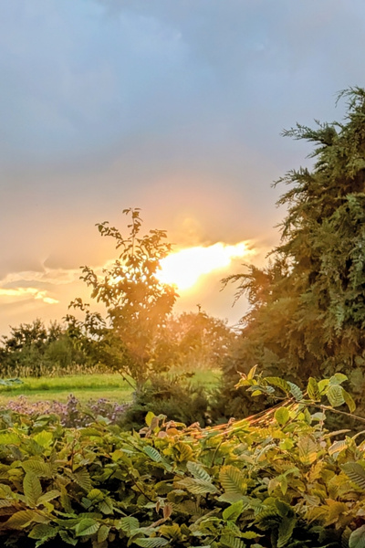 Sonnenuntergang hinter einem bewaldeten Hügel. Im Vordergrund funkelt ein Spinnennetz.