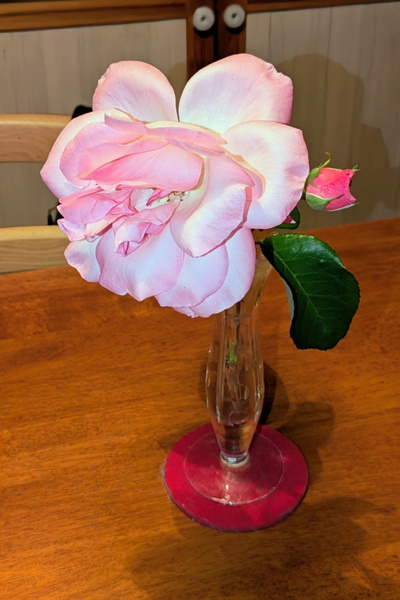 Eine rosa Rose steht in einer Vase und verblüht langsam. Dahinter öffnet sich bereits eine zweite Blüte.