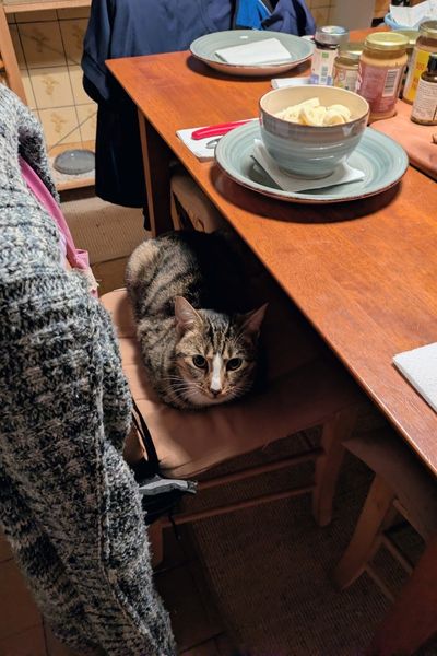 Der Frühstückstisch ist gedeckt und ein getigerter Kater sitzt auf einem Küchenstuhl.