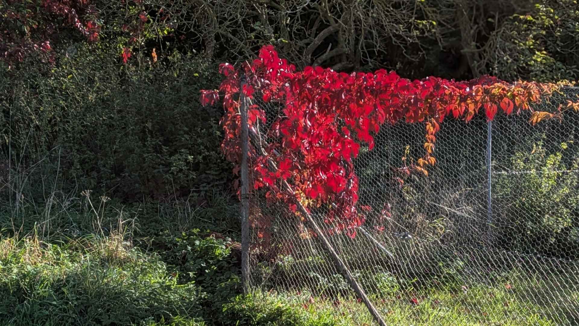 12-von12-beitragsbild-zierwein-oktober-2026 An einem hohen Maschendrahtzaun rankt Zierwein in kräftigem herbstlichem Rot.