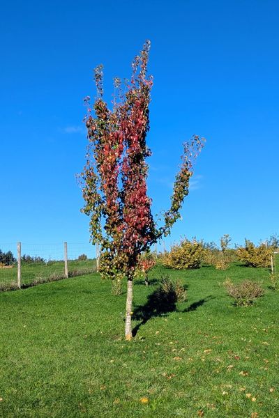 Ein Gellert-Birnenbaum strahlt mit seinen grün-roten Blättern in der Herbstsonne.
