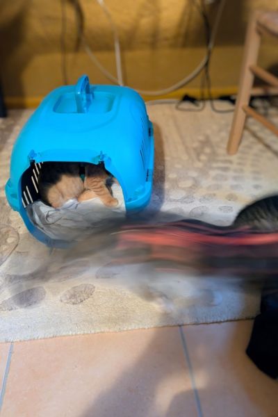 Zwei kleine Kätzchen sitzen auf einem Teppich. Im Hintergrund steht die Transportbox, in der noch ein Kätzchen sitzt.