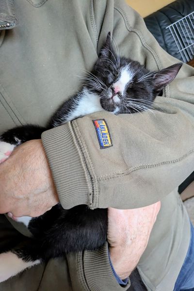 Ein schwarz-weißer-Kater schläft rücklings auf dem Arm eines Mannes.