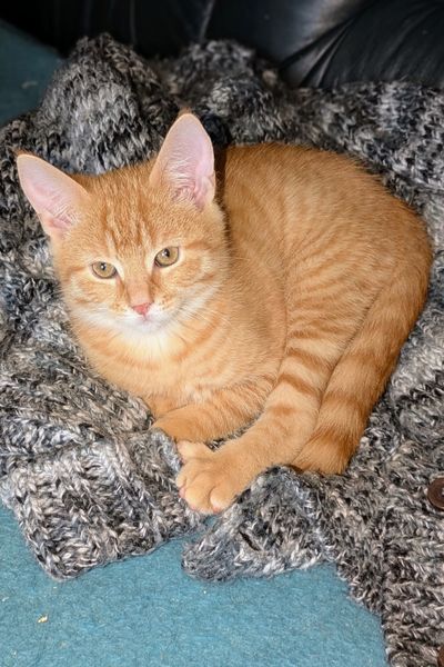 Ein kleiner roter Kater liegt auf einer grauen Strickjacke auf einem dunkelgrünen Ledersofa.