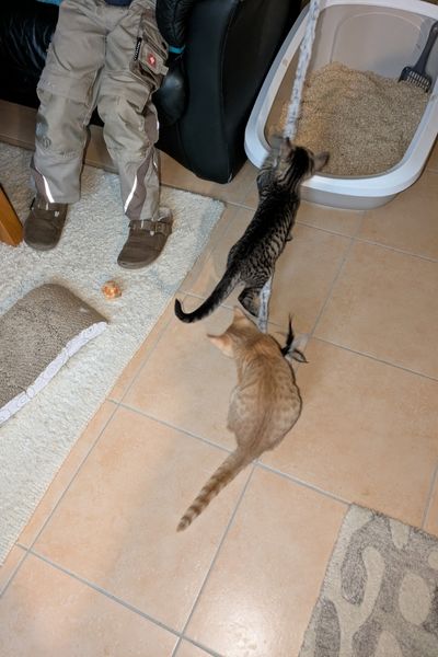 Ein Junge sitzt auf einem Sofa und spielt mit zwei kleinen Kätzchen mit einer Katzenangel.