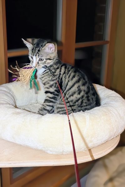 Ein kleiner getigerter Kater sitzt auf einem Ausguck und hält seine beute im Mäulchen