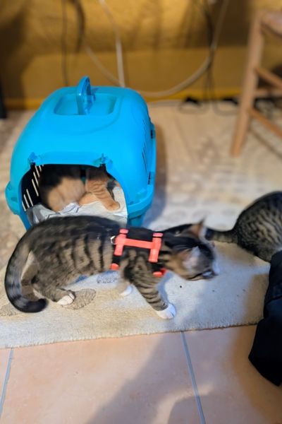 Zwei kleine Kätzchen laufen über einen Teppich. Im Hintergrund steht die Transportbox, in der noch ein Kätzchen sitzt.