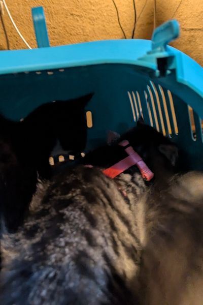 Kleine Kätzchen tummeln sich in einer Transportbox: Gewöhnungs-Training