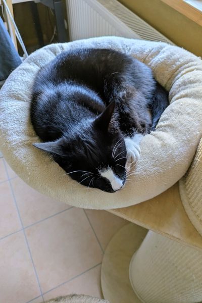 Ein schwarz-weißer Kater schläft in einem Bettchen auf einem Kratzturm.