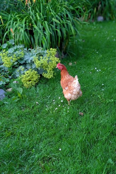 Ein rotes Huhn spaziert durch einen Gemüsegarten, vorbei an Frauenmantel und orangener Taglilie.