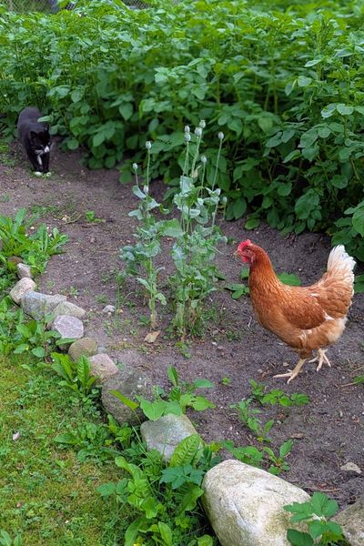 Im Kartoffelacker spaziert ein Huhn. Ein schwarz-weißer Kater beobachtet es aus der Ferne.