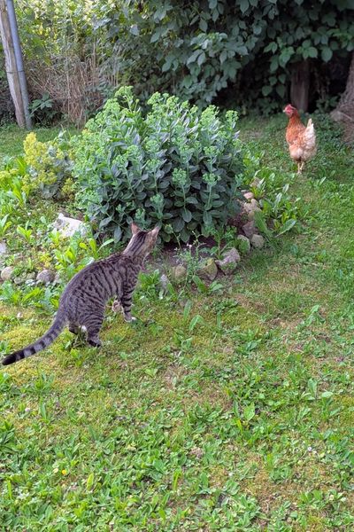Im Garten spaziert ein Huhn, ein getigerter Kater beobachtet es skeptisch aus der Ferne.